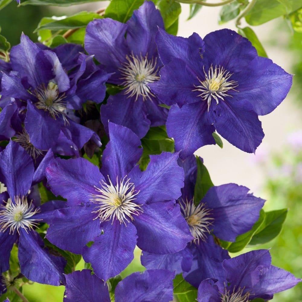 clematis